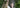 Yggdrasil – A tribute to the forest